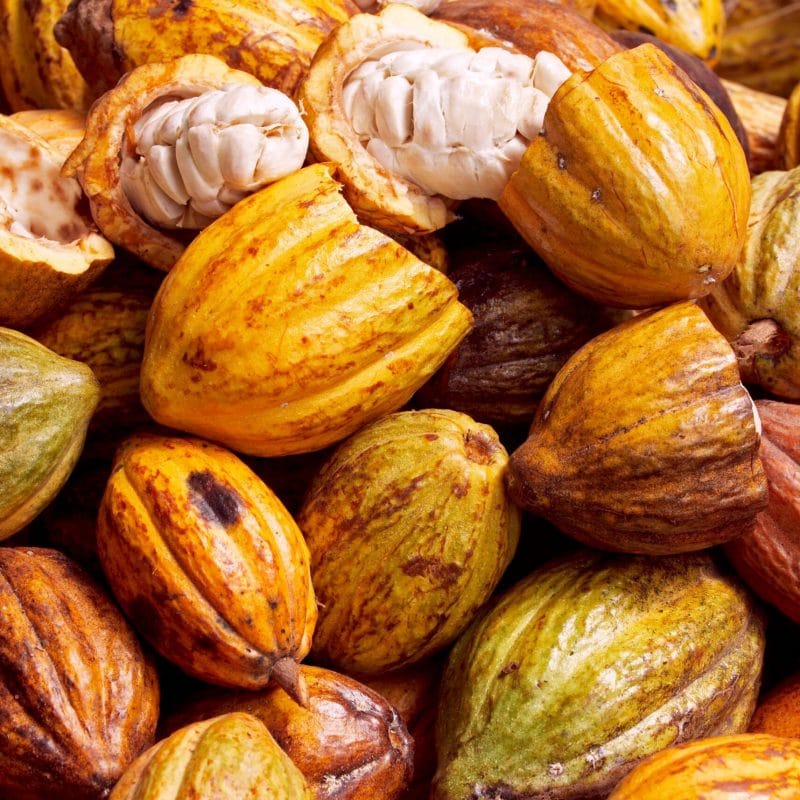 cacao 5