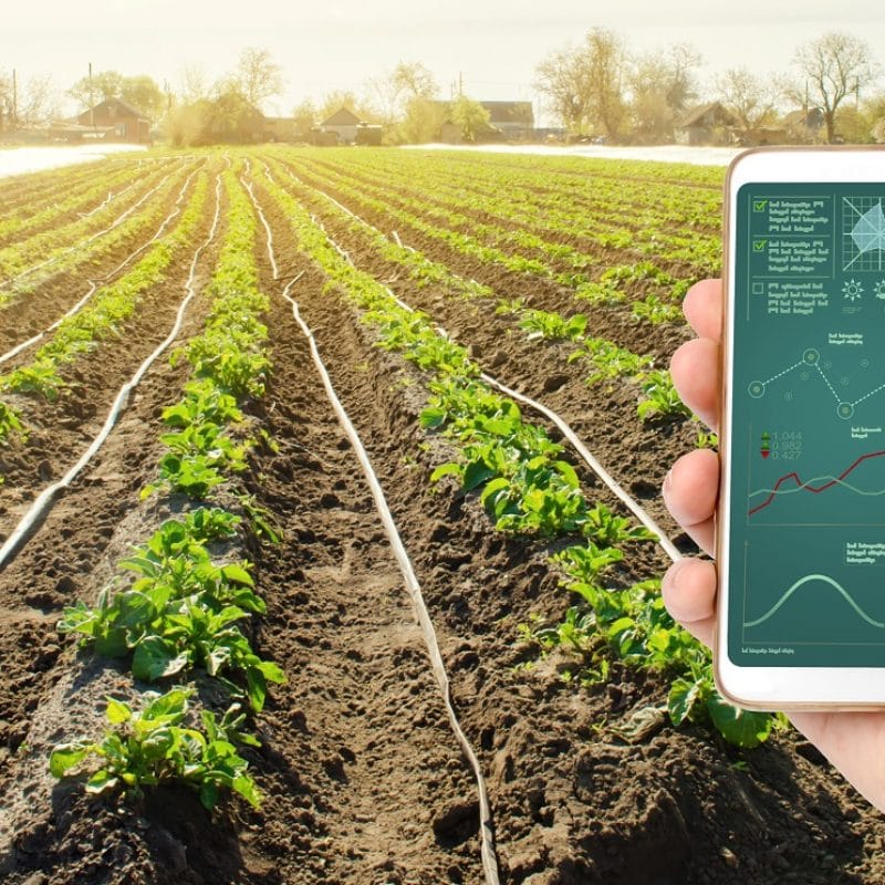A hand is holding a smartphone with irrigation system management and analytics of data on the status of potato bushes. Young potatoes growing in the field. Agriculture landscape. Farming.