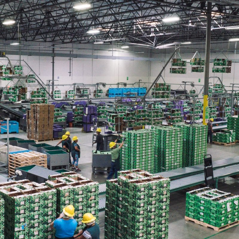 westpak-avocado-facility-large